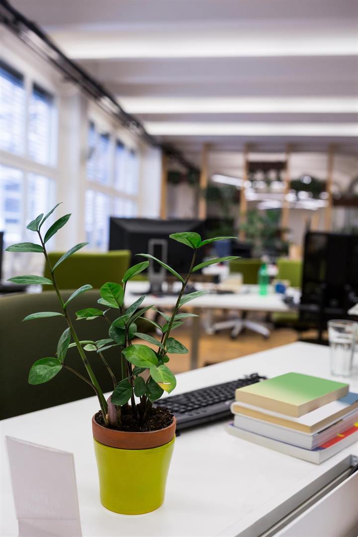 Desk with plant and business books in a calm workspace